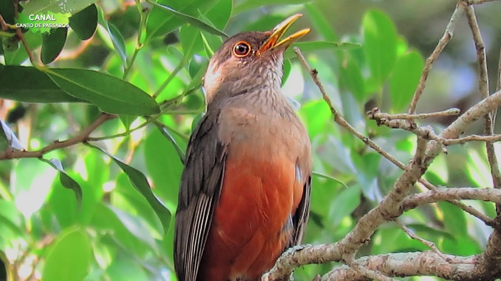 sabia-laranjeira