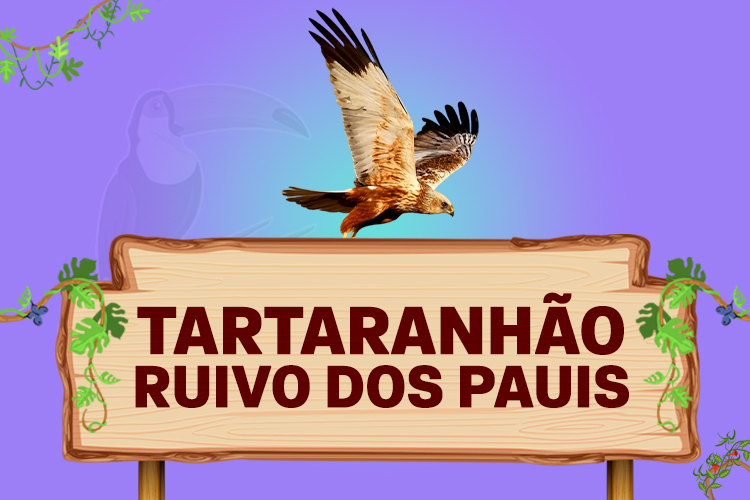 tartaranhão ruivo dos pauis