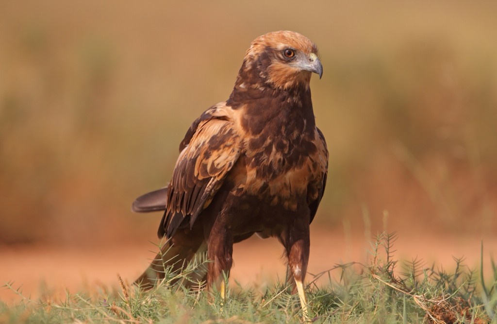 tartaranhao ruivo dos pauis