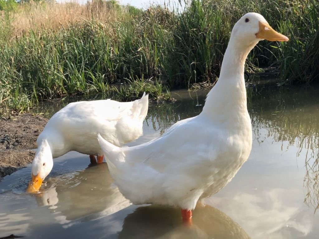 adaptacoes do pato de pequim