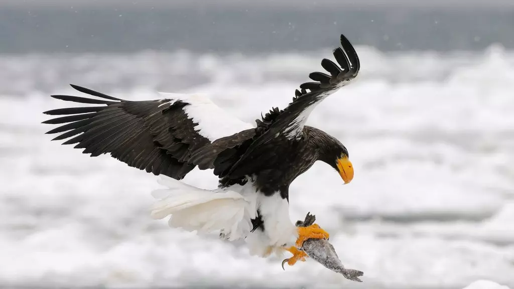 aguia do mar steller alimentacao