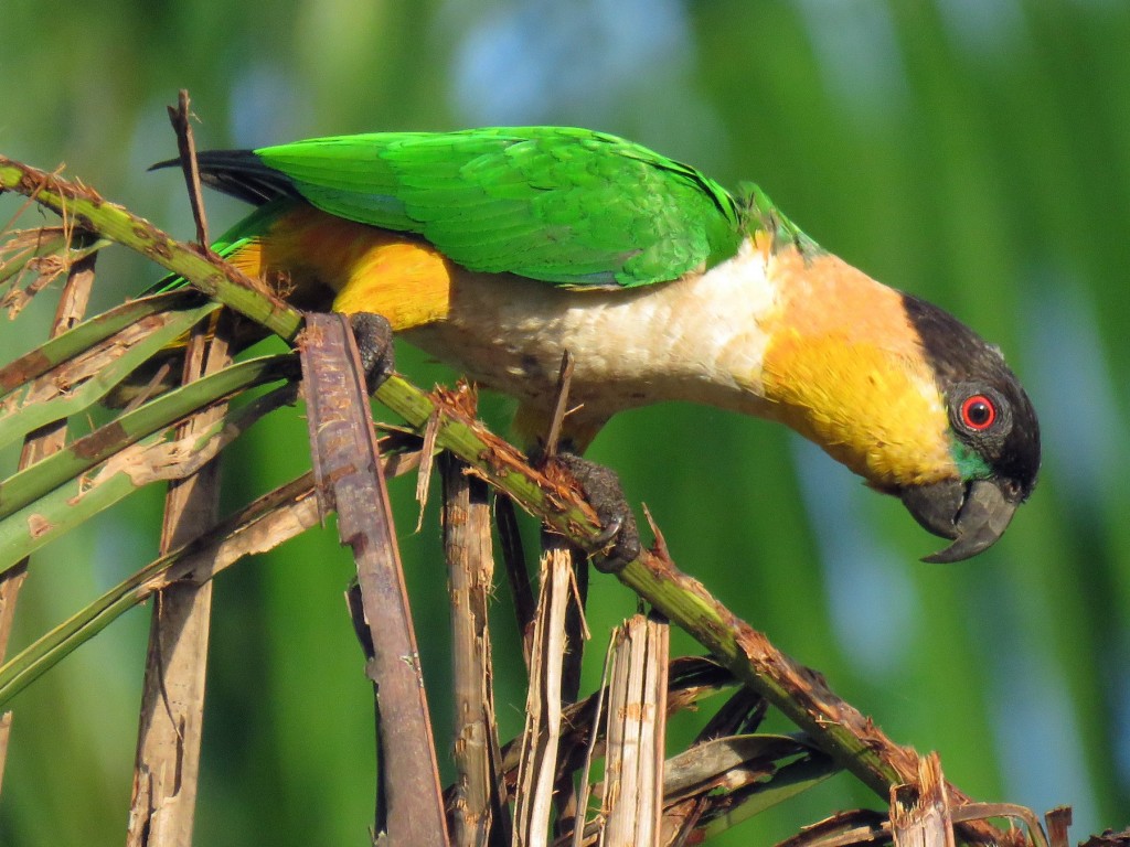 alimentacao do caique de cabeca preta