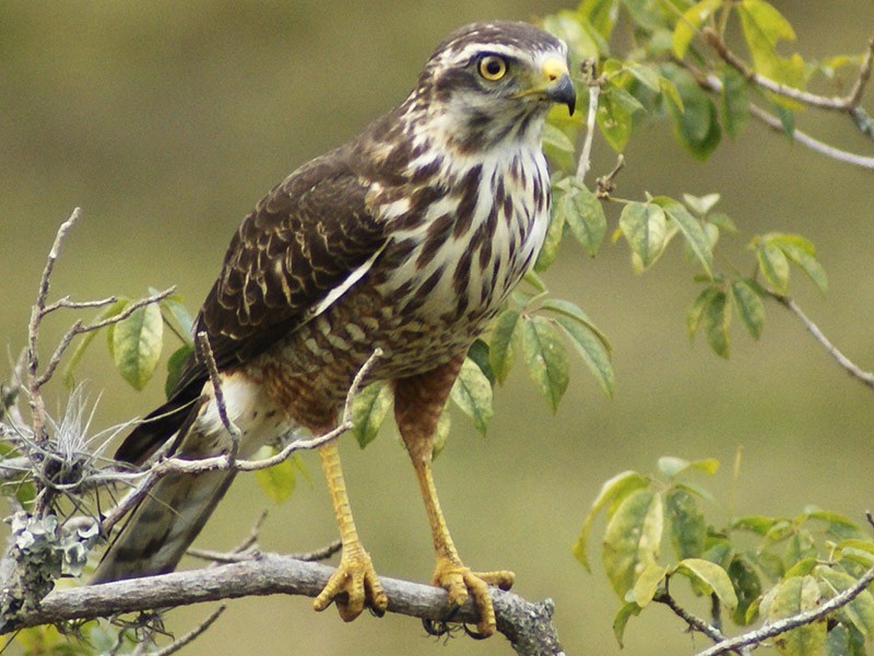 alimentacao do gaviao carijo