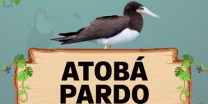 atobá pardo