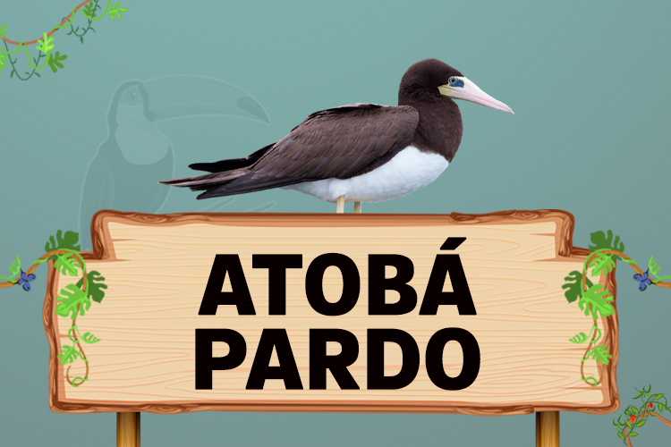 atobá pardo