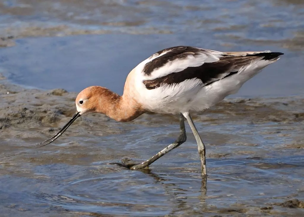 avoceta americana