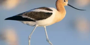 avoceta americana