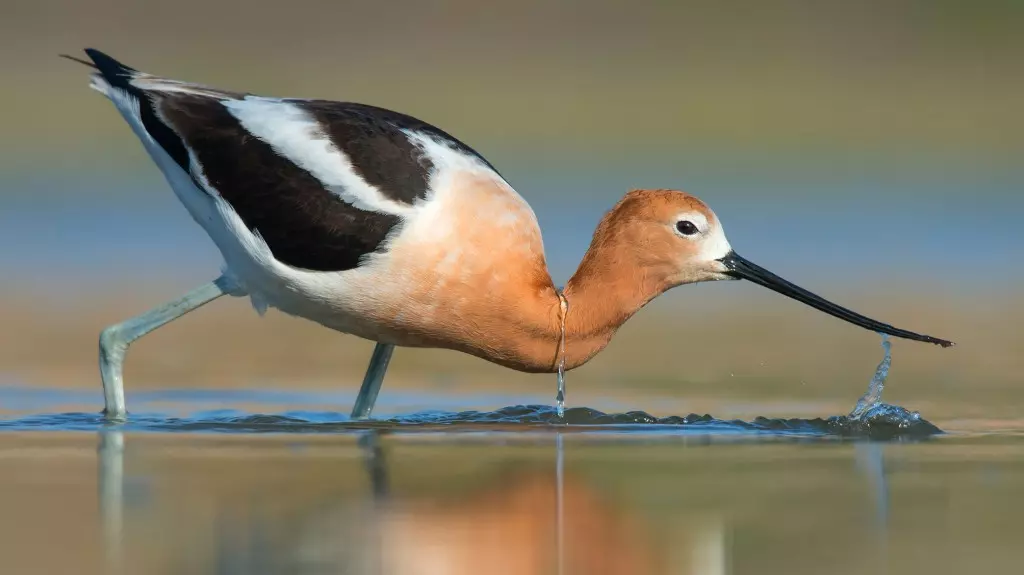 avoceta americana