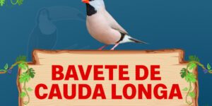 bavete de cauda longa