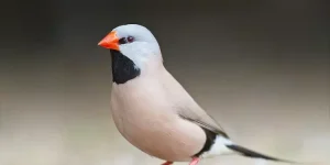 bavete de cauda longa