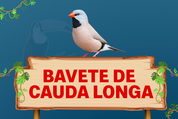 bavete de cauda longa