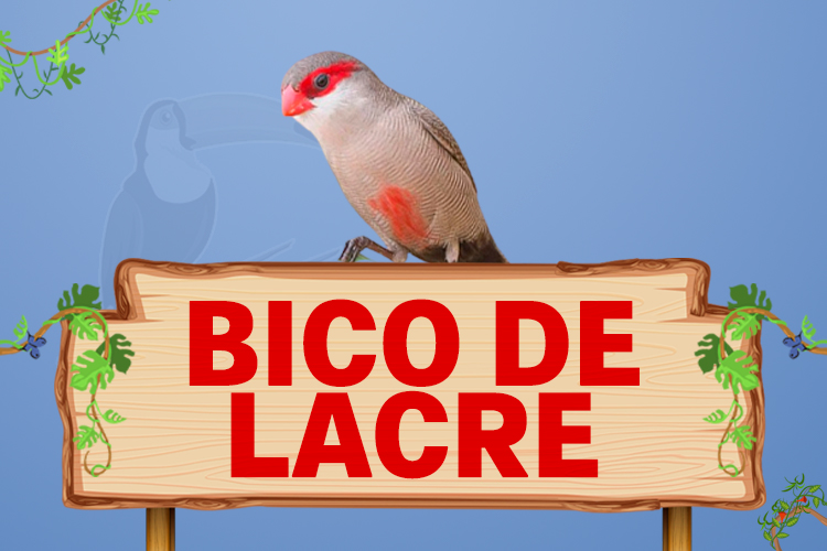 bico de lacre