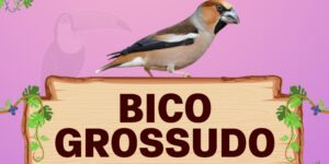 bico grossudo