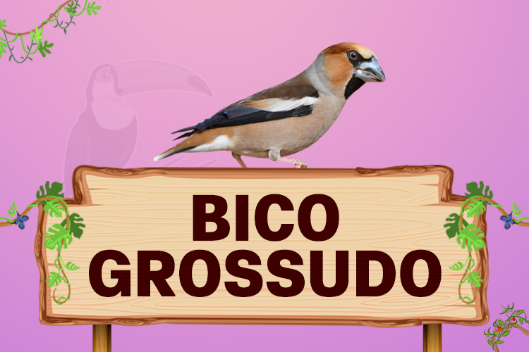 bico grossudo