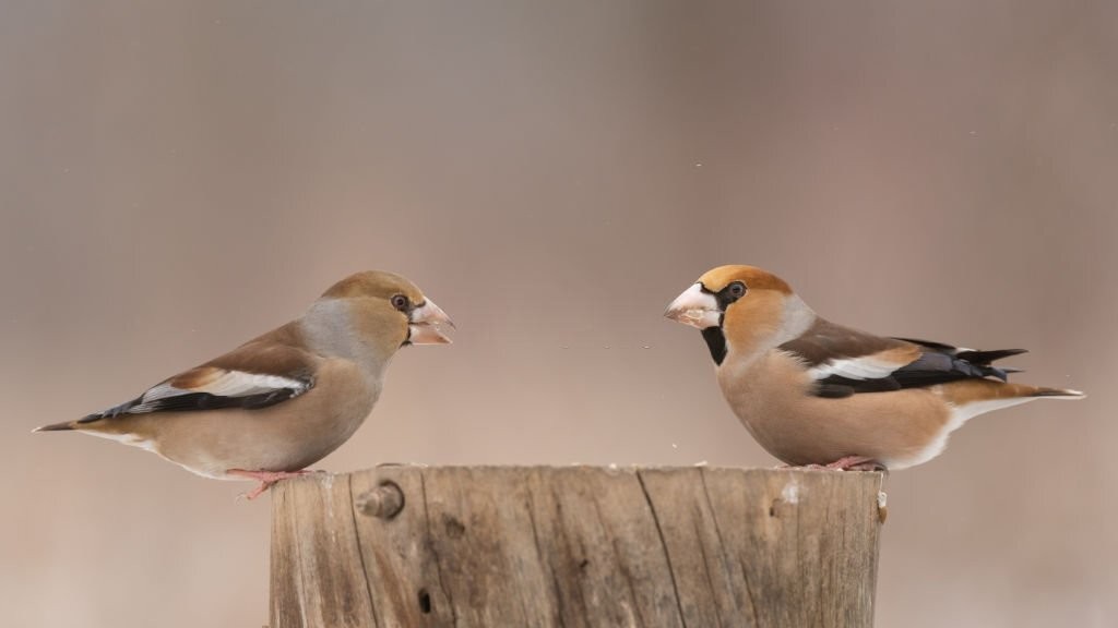 bico grossudo - casal