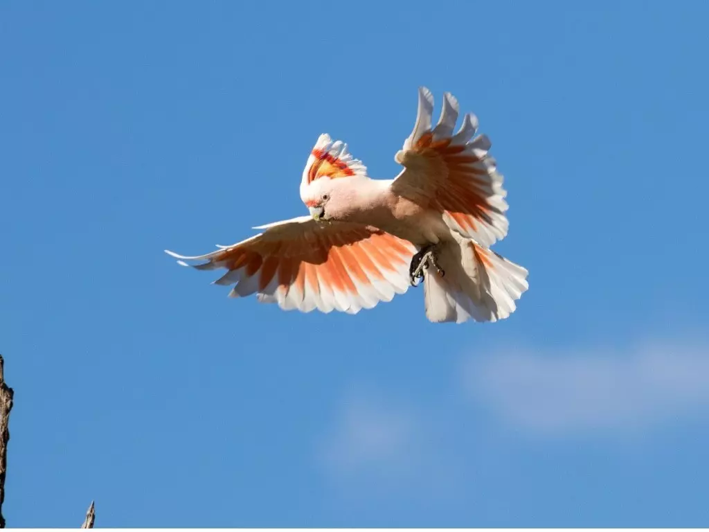 cacatua inca