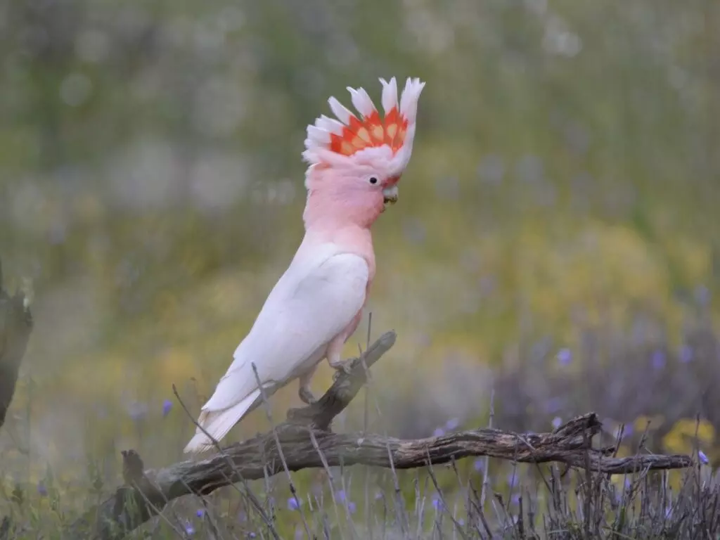 cacatua inca