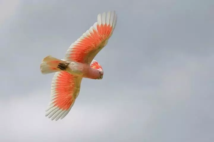 cacatua inca