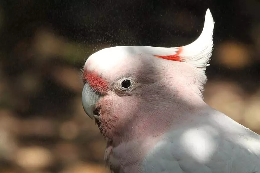 cacatua inca