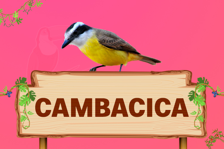 cambacica