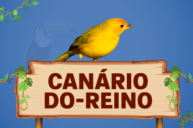 canário do reino