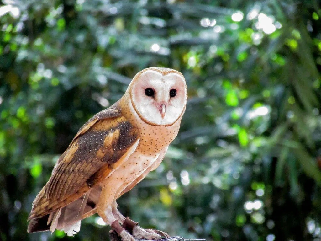 caracteristicas da coruja suindara