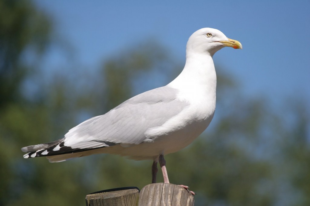 caracteristicas da gaivota prateada