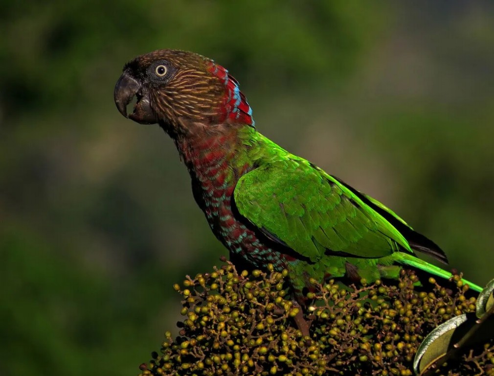 caracteristicas do anaca