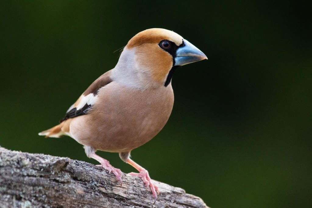 caracteristicas do bico grossudo