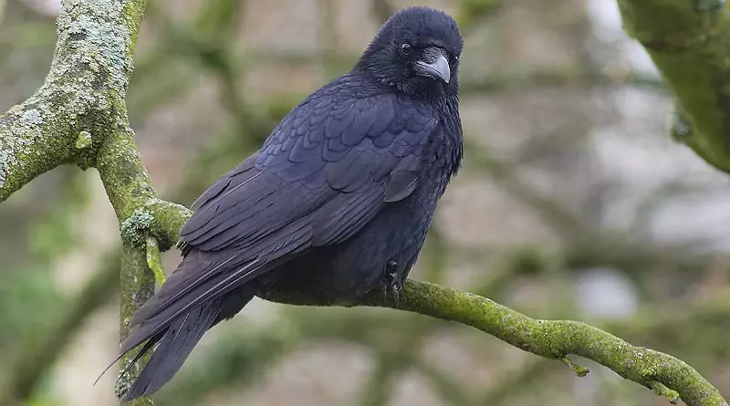 caracteristicas do corvo preto