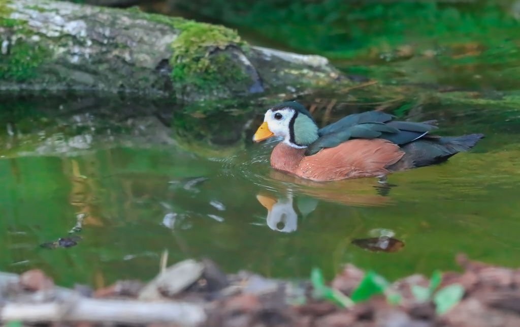 caracteristicas do ganso pigmeu africano