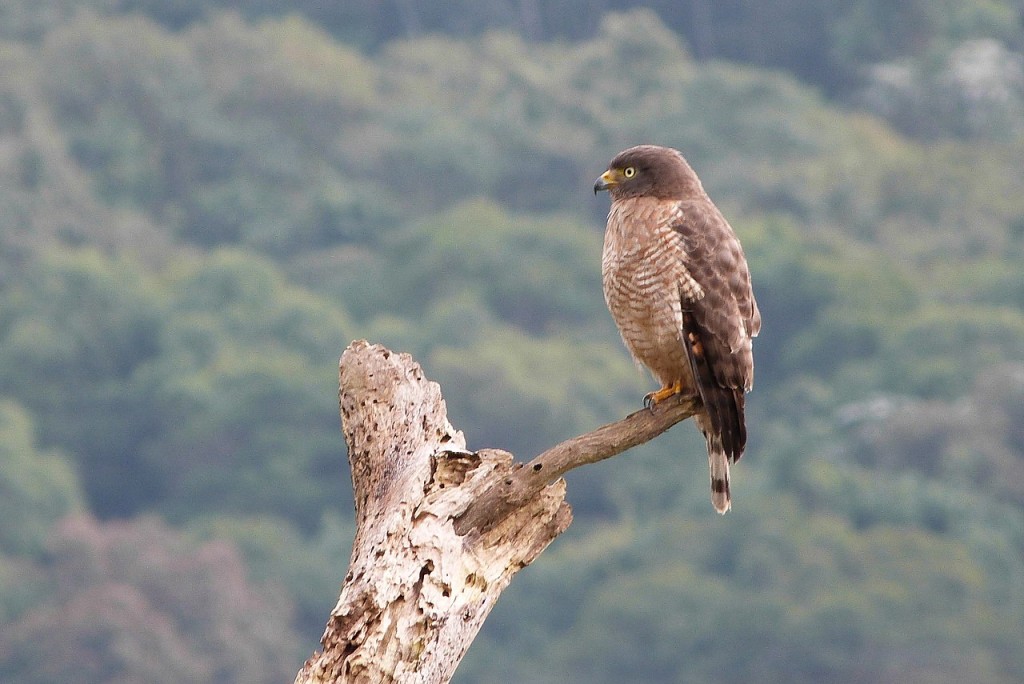 características do gaviao carijo