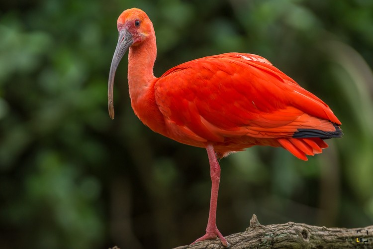 caracteristicas do guara