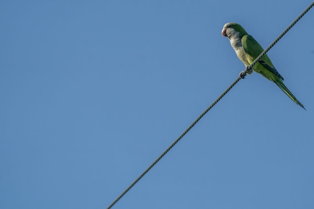 caracteristicas do papagaio do cabo