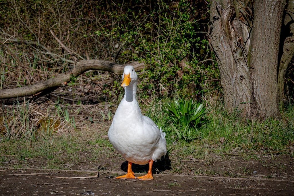 caracteristicas do pato de pequim