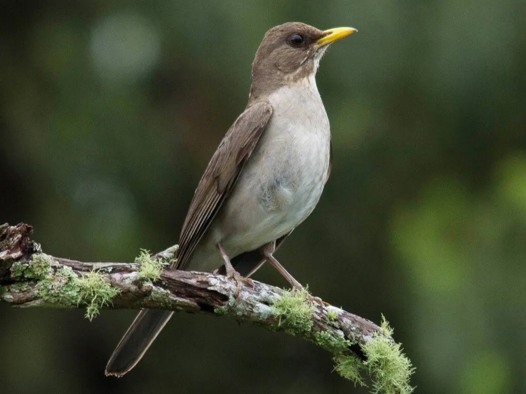 caracteristicas do sabia poca