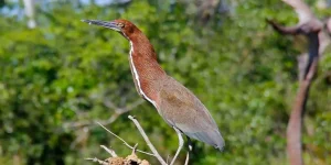 caracteristicas do soco-boi