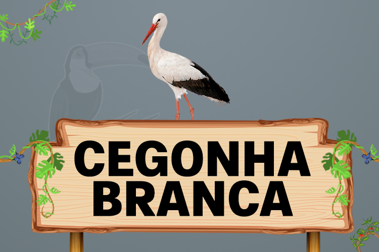 cegonha branca