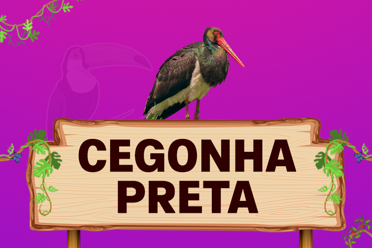 cegonha preta