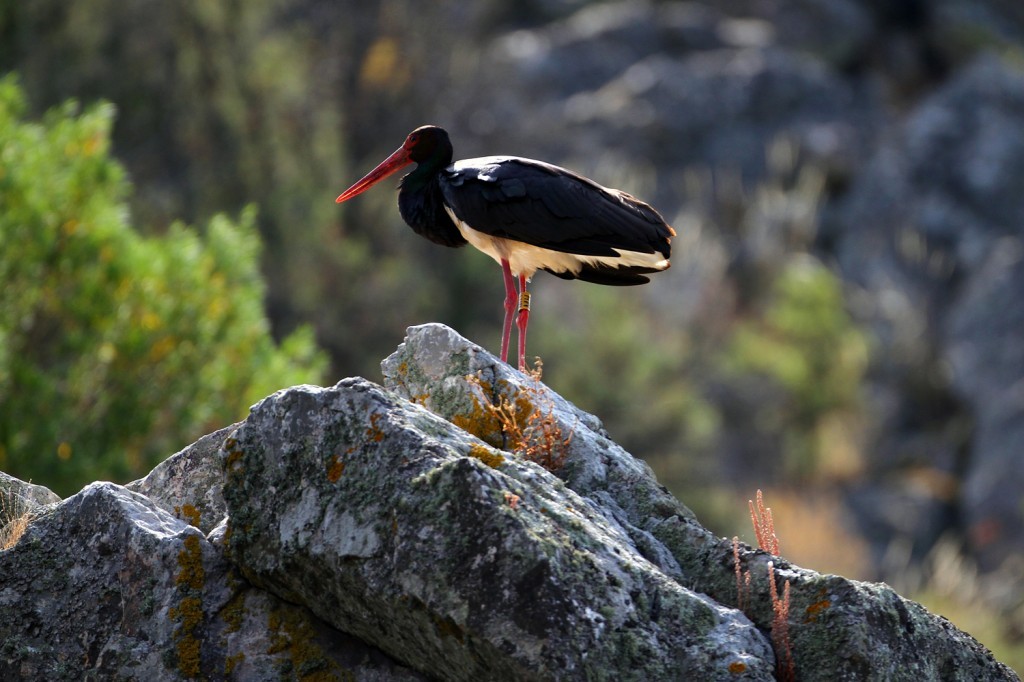 cegonha preta