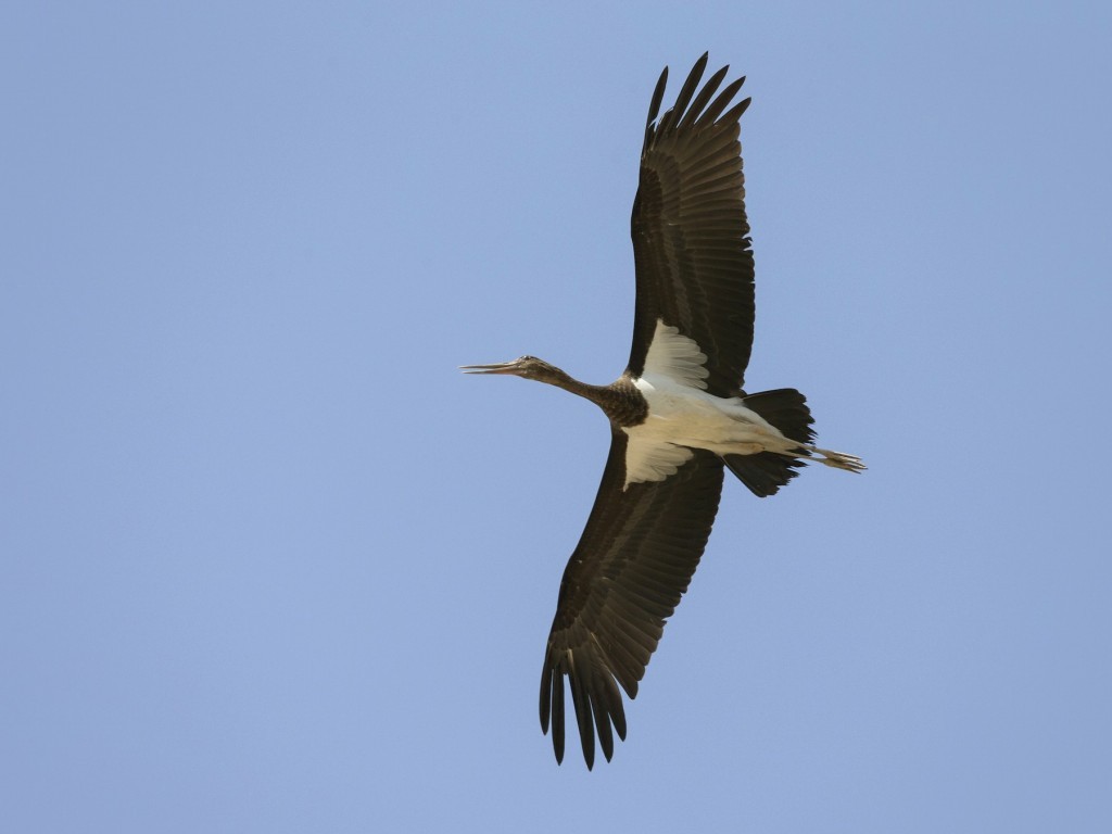 cegonha preta