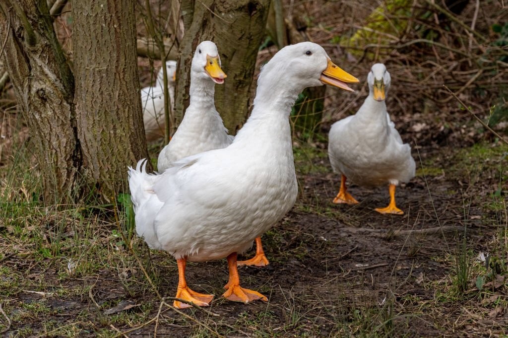 como identificar o sexo do pato de pequim