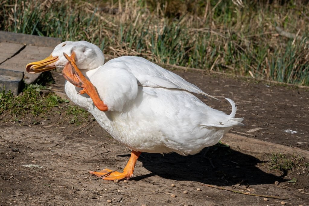 comportamento do pato de pequim