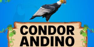 condor andino