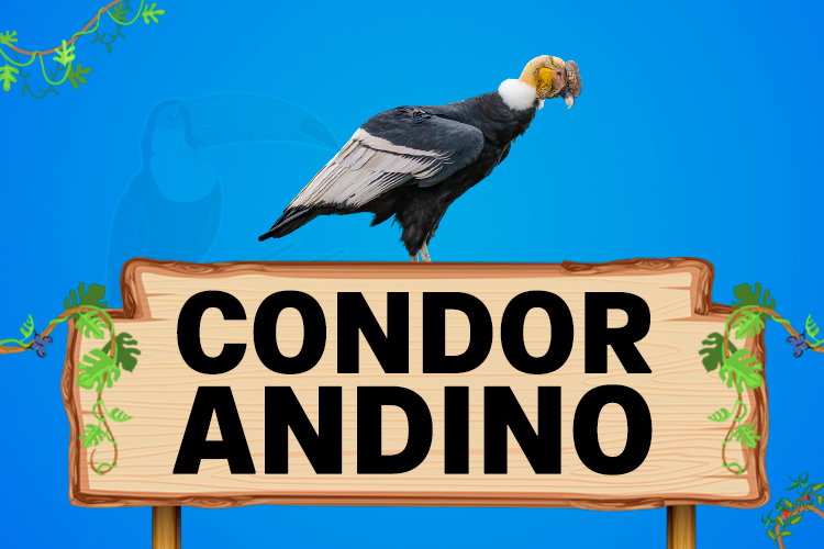 condor andino