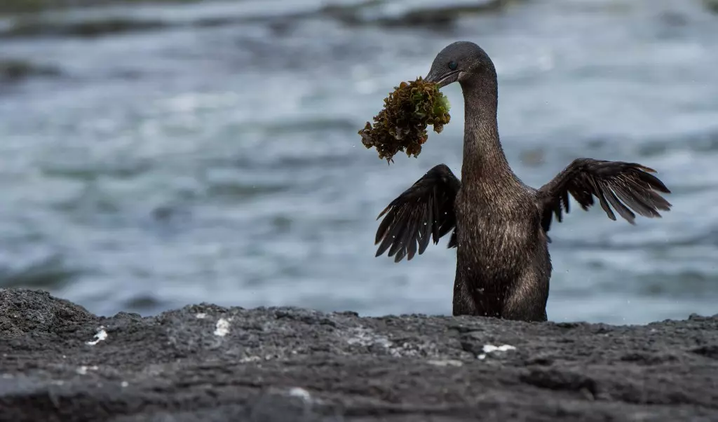 cormorao