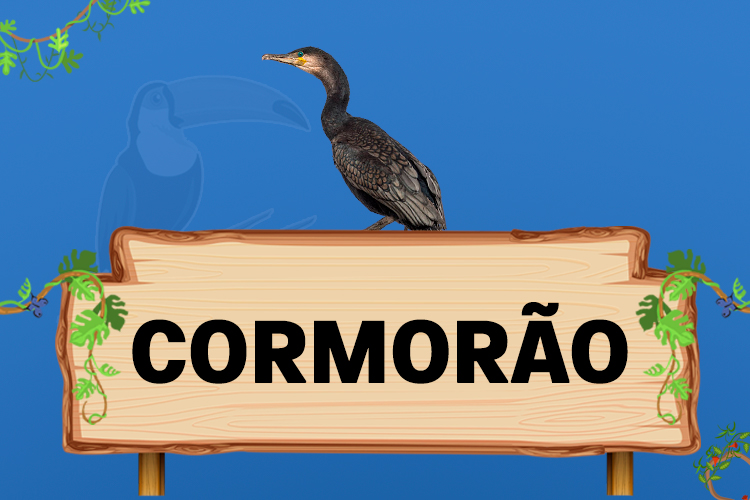 cormorão