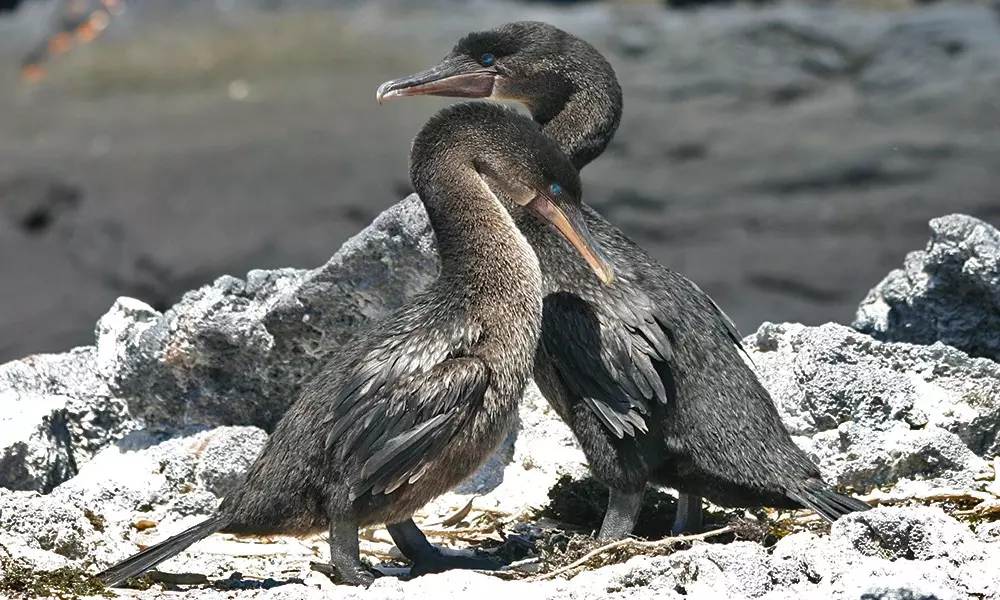 cormorao