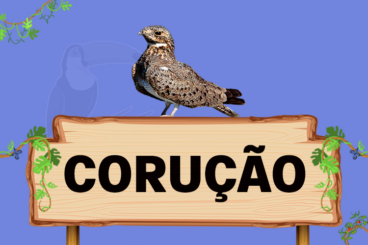 corução