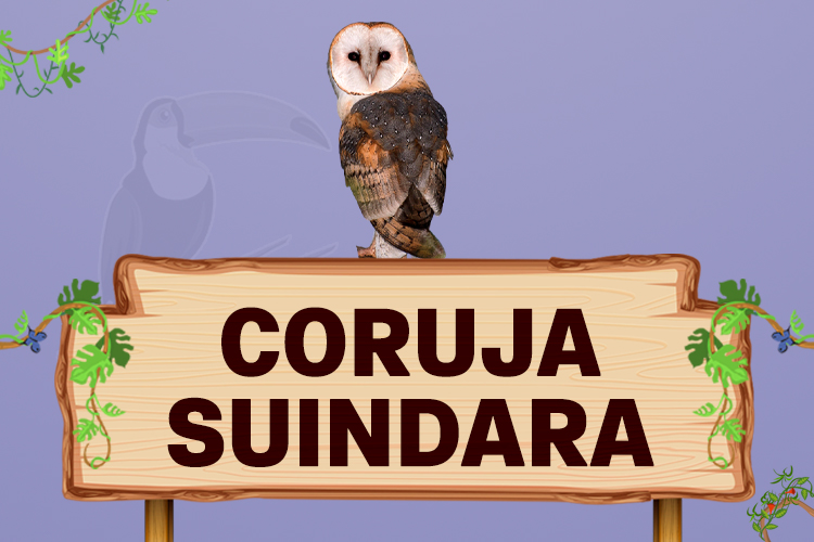 coruja suindara